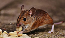 24 Hour & Emergency Exterminators in Lincoln, ND